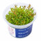 Rotala rotundifolia Hra InVitro