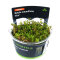 Rotala rotundifolia Hra InVitro