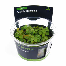 Salvinia auriculata in-vitro