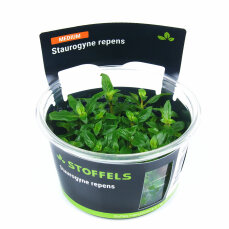 Staurogyne repens in-vitro