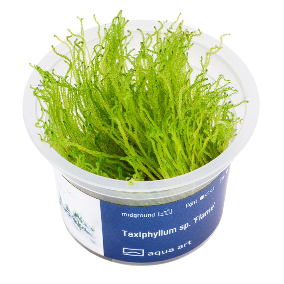 Taxiphyllum sp. Flame Moss in-vitro