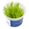 Taxiphyllum sp. Flame Moss in-vitro