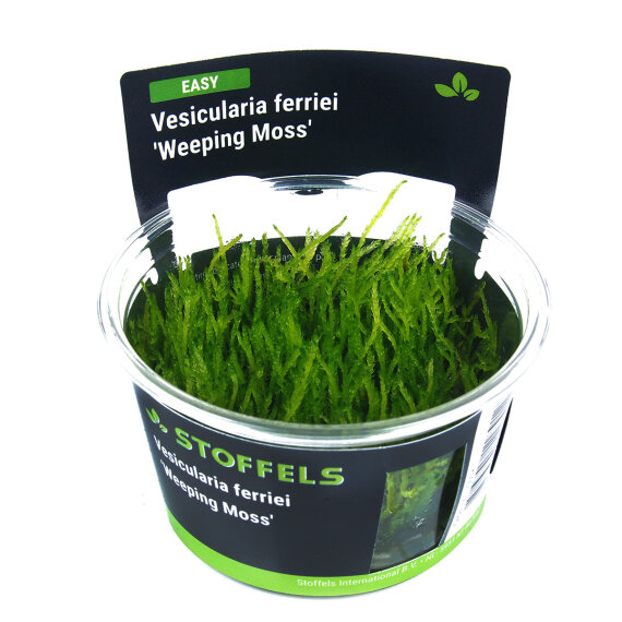 Vesicularia ferriei Weeping Moss InVitro