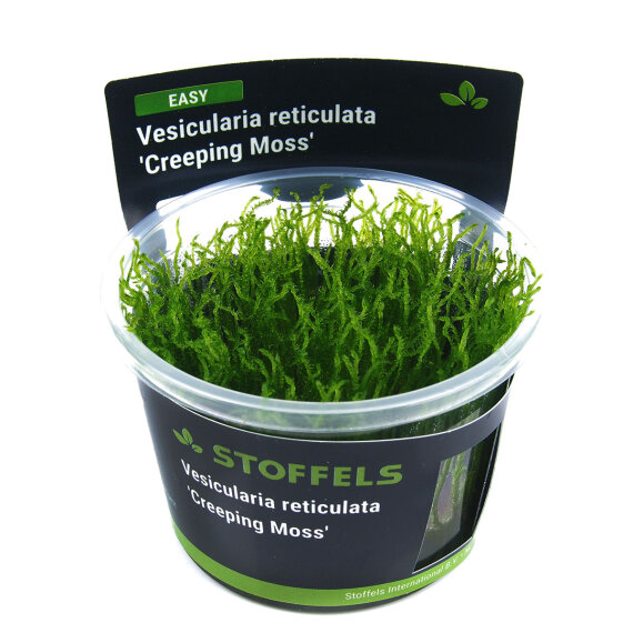 Vesicularia reticulata Creeping Moss InVitro