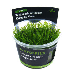 Vesicularia reticulata Creeping Moss InVitro