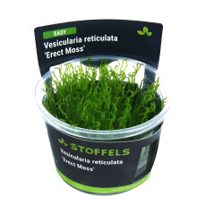 Vesicularia reticulata Erect Moss InVitro