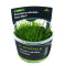 Vesicularia reticulata Erect Moss InVitro