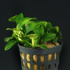 Anubias barteri var. nana mini‘