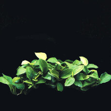 Anubias barteri var. nana mini‘