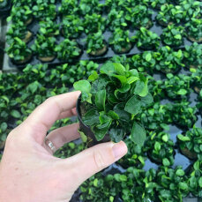 Anubias barteri var. nana mini‘