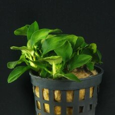 Anubias barteri var. nana mini‘