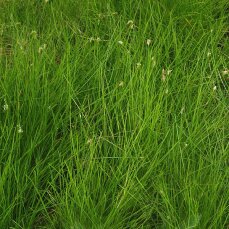 Eleocharis acicularis -  Nadelsimse