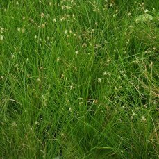 Eleocharis acicularis -  Nadelsimse