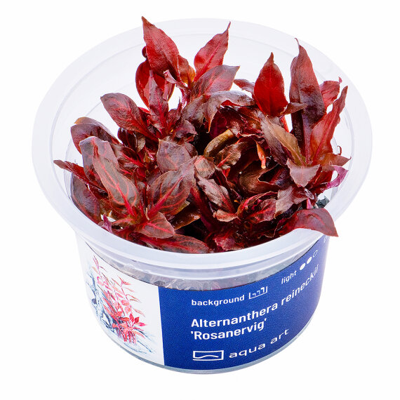 Alternanthera reineckii Rosanervig InVitro