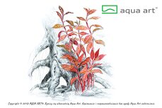 Alternanthera reineckii Rosanervig InVitro