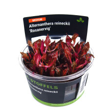 Alternanthera reineckii Rosanervig InVitro