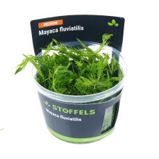 Mayaca fluviatilis - Mooskraut in-vitro