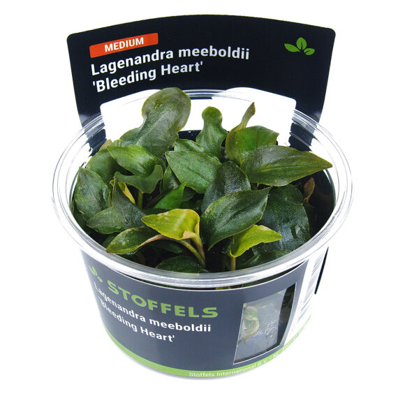 Lagenandra meeboldii Bleeding Heart InVitro