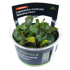 Lagenandra meeboldii Bleeding Heart InVitro