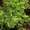 Vesicularia montagnei - Christmasmoos