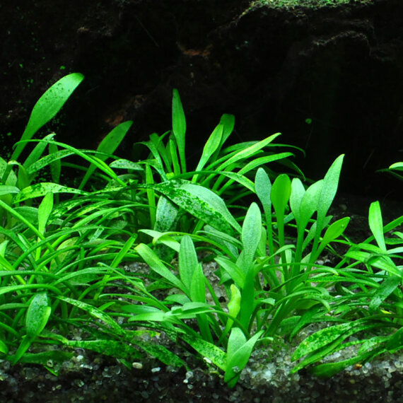 Cryptocoryne parva - Zwergwasserkelch