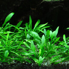 Cryptocoryne parva - Zwergwasserkelch