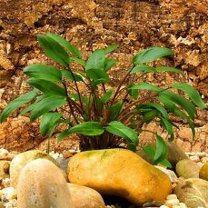 Cryptocoryne wendtii green - Grüner Wasserkelch