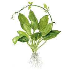 Echinodorus bleherae - Große Amazonas-Schwertpflanze