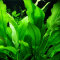 Echinodorus bleherae - Große Amazonas-Schwertpflanze