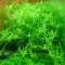 Rotala rotundifolia green - Grünblättrige Rotala