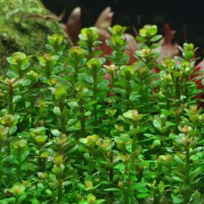 Rotala indica - Kleine Rotala