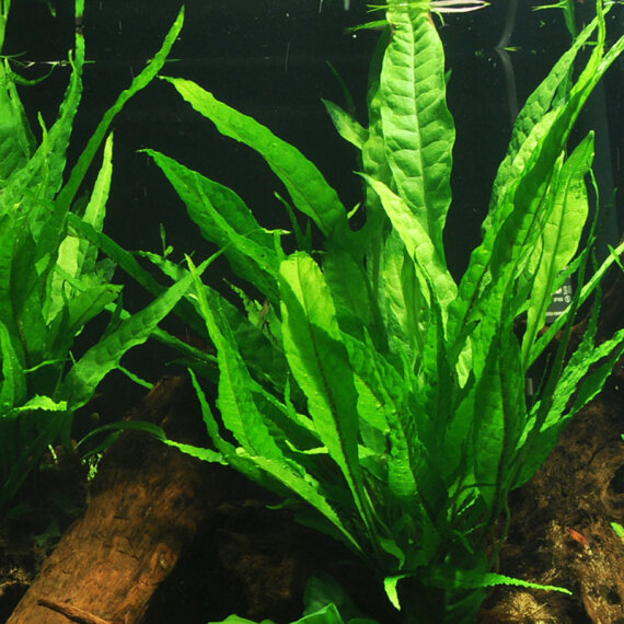 Microsorum pteropus verschiedene Größen