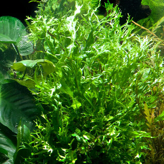Microsorum pteropus Windeløv verschiedene Größen