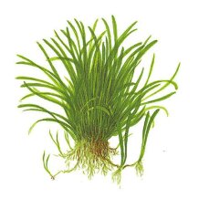 Lilaeopsis brasiliensis - Brasilianische Graspflanze