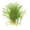 Lilaeopsis brasiliensis - Brasilianische Graspflanze
