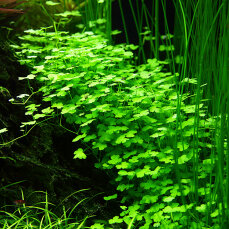 Hydrocotyle tripartita - Kleeblatt