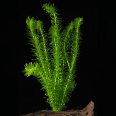 Wasserpest - Egeria densa, Beliebte Aquarienpflanze