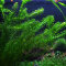 Wasserpest - Egeria densa verschiedene Größen