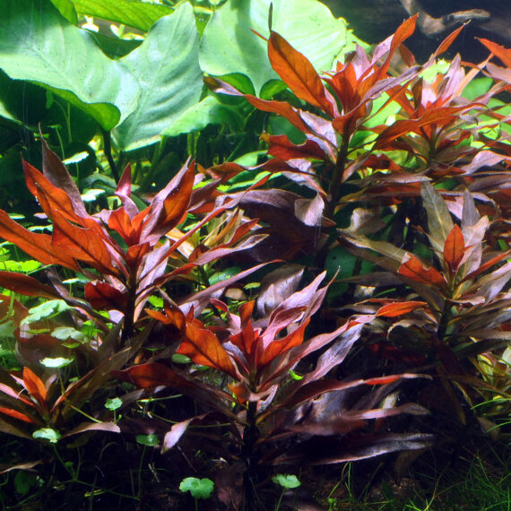 Ludwigia glandulosa - Rote-Sternludwigie