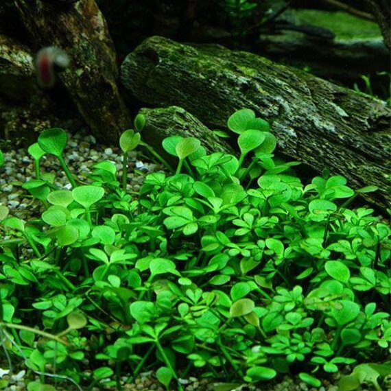 Marsilea hirsuta - Zwergkleefarn, Vordergrundpflanze