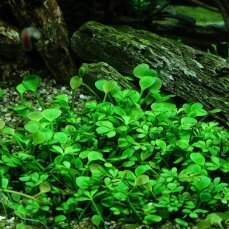 Marsilea hirsuta - Zwergkleefarn, Vordergrundpflanze