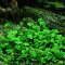 Marsilea hirsuta - Zwergkleefarn, Vordergrundpflanze