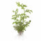 Ceratopteris thalictroides verschiedene Größen