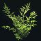 Ceratopteris thalictroides verschiedene Größen
