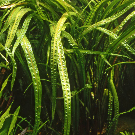 Cryptocoryne crispatula var. Balansae verschiedene Größen