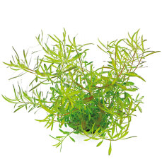 Ludwigia arcuata - Schmalblättrige Ludwigie