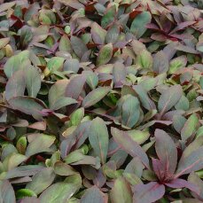 Lobelia cardinalis - Kardinalslobelie