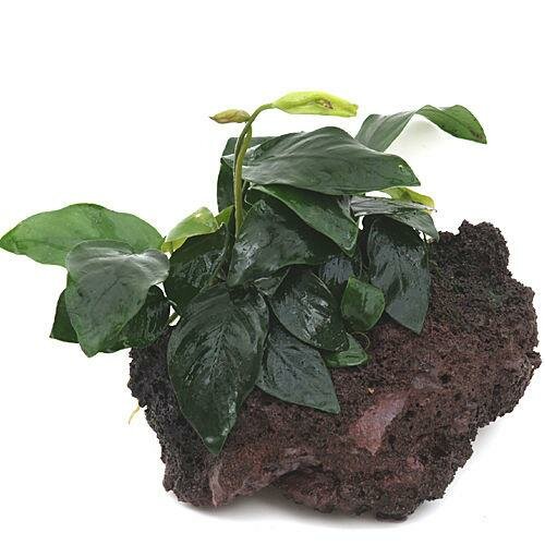 Anubias nana &amp;#39;Bonsai&amp;#39; auf Bonsai-Palme