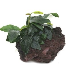 Anubias barteri var. nana - Zwergspeerblatt auf Stein