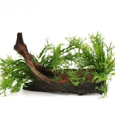 Microsorum pteropus Windeløv auf Wurzel...